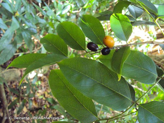 <i>Simarouba amara</i> Aubl., 1775 © C. Delnatte - DEAL Martinique